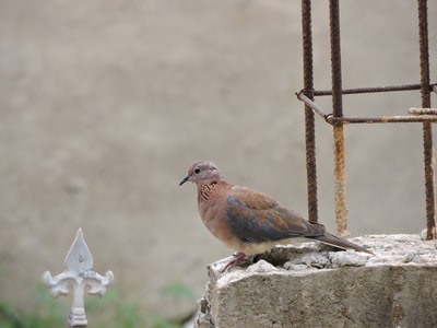 棕色和蓝色鸟灰色混凝土栅栏白天
